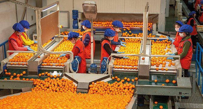 Dünya Türk mandalinasına hücum etti
