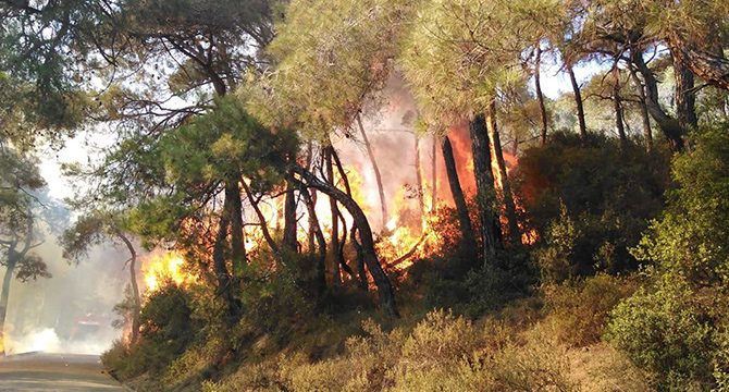 İstanbul'un orman yangını bilançosu; Son 10 yılın en fazla alanı yandı