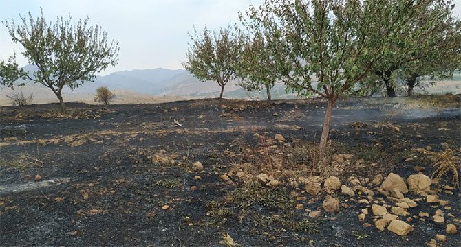Yangında 500 dönüm alan zarar gördü, binlerce arı öldü