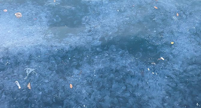Üsküdar'da binlerce denizanası kıyıya vurdu
