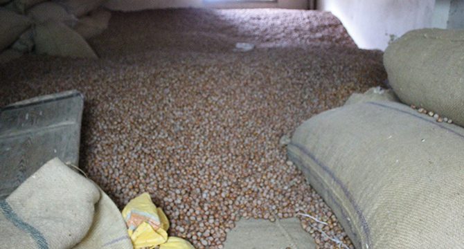 Fındıkta son durum ümit vermiyor