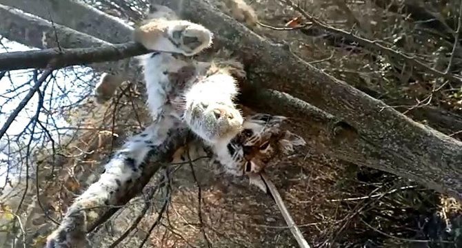 Ağaç dalı üzerinde vaşak ölüsü bulundu