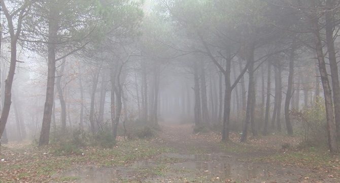 İstanbul'da çam ağaçlarını kesen kişiler suçüstü yakalandı