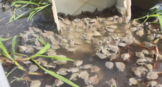 Amazon Nehri'ndeki kaplumbağa seli görenleri şaşırttı