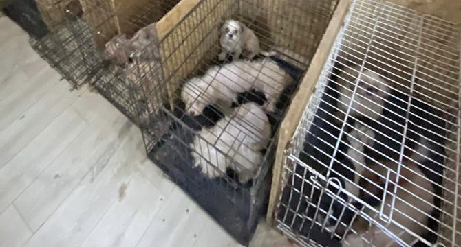 Binanın bodrum katında bulunan 68 köpeğin ses tellerinin alındığı iddia edildi