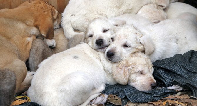 14 yavru ve annesine sahip çıkan hayvanseverlerden şiddet tepkisi