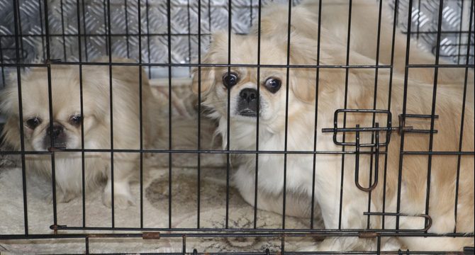 Ankara'da apartmanda ikinci köpek operasyonu: 9 köpek kurtarıldı