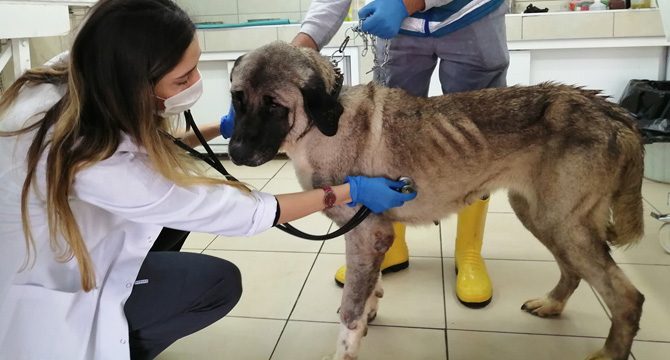 Terk edilen yaşlı köpeğe onlar sahip çıktı