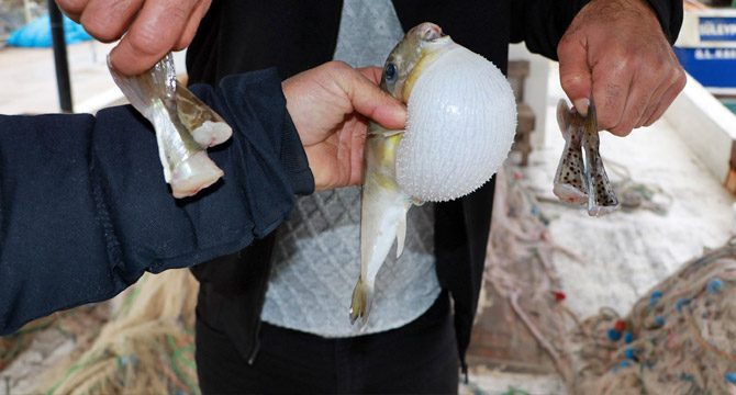 Balıkçılar balon balığının diğer türlerine de kuyruk parası istiyor