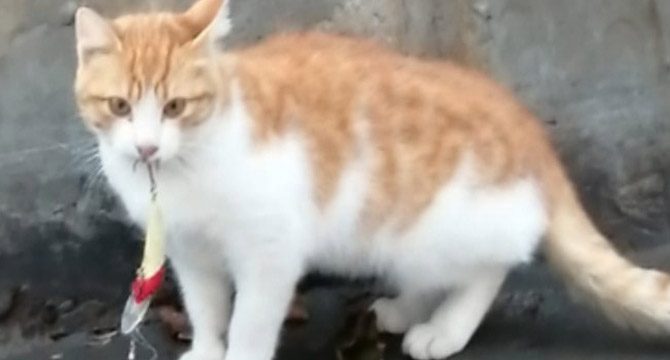 Sahillerde bırakılan misinalar kedilerin ölümüne yol açıyor