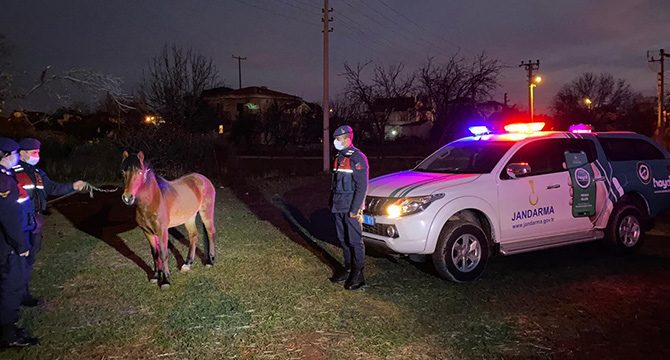 Çanakkale'de ata eziyet eden kişiye ceza kesildi