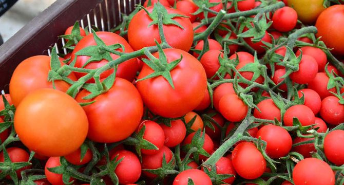 Rusya, Türkiye'den domates ithalatını arttırma kararı aldı