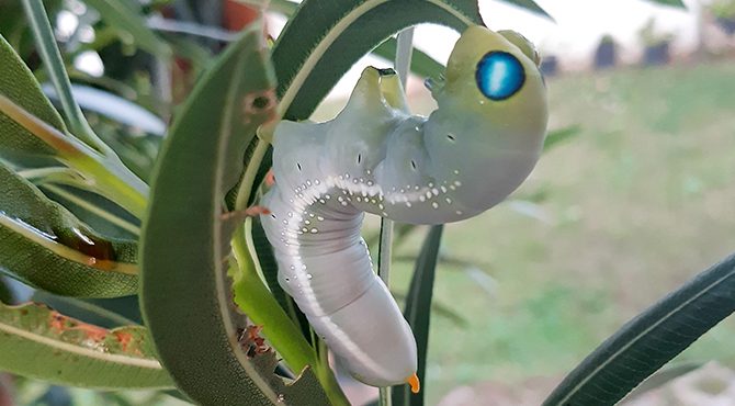 Bahçede büyüyen mekik kelebeği eve girdi