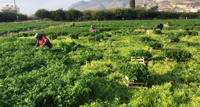 Hatay maydanozuna korona engeli