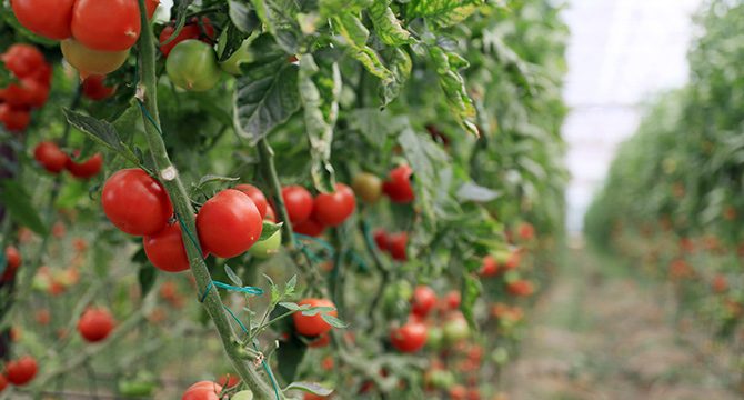 Rusya, domates kotasını tamamen kaldırmalı