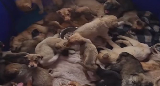 Pendik'te ormanda ölüme terk edilen onlarca yavru köpek bulundu