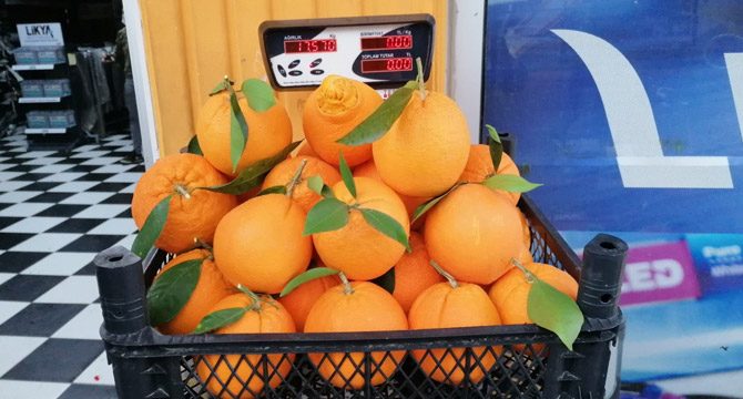 Tanesi 1 kilogramı geçen portakallar görenleri şaşkına çeviriyor