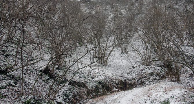Kar yağışı fındık üreticisini sevindirdi