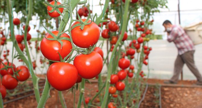 Rusya'nın kotayı arttırması domates piyasasını umutlandırdı