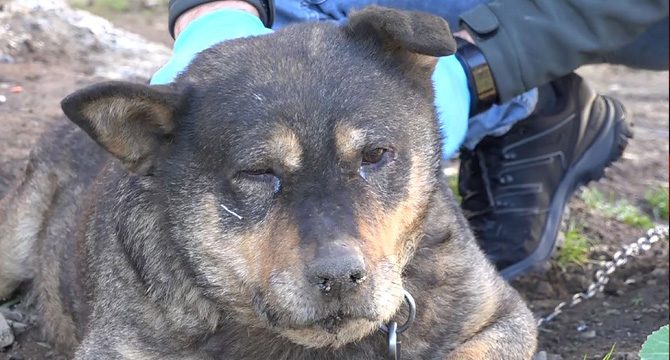 Bahçesine giren komşusunun köpeğini sopayla vurarak öldürdü
