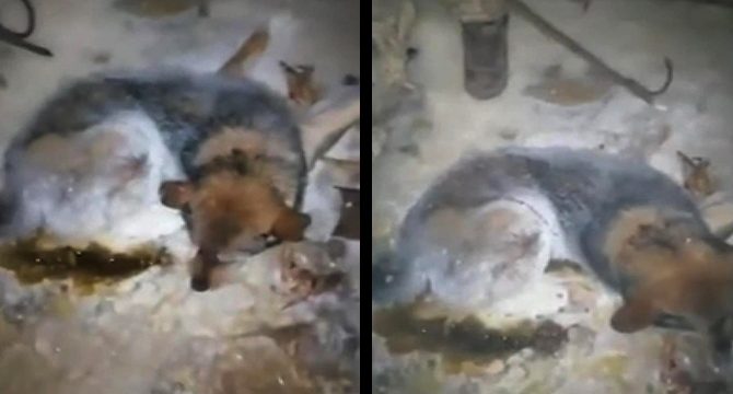 Eksi 54 derecede buz tutan köpek böyle kurtarıldı