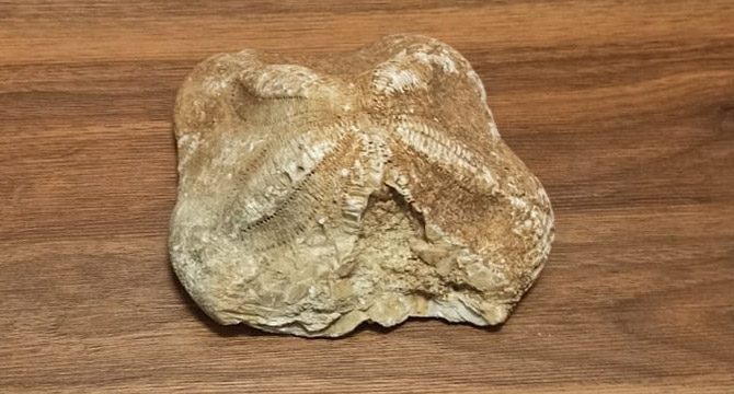 Çanakkale'de deniz yıldızı fosili ele geçirildi
