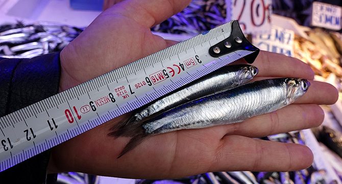 Hamside av yasağı 28 Ocak’a uzatıldı