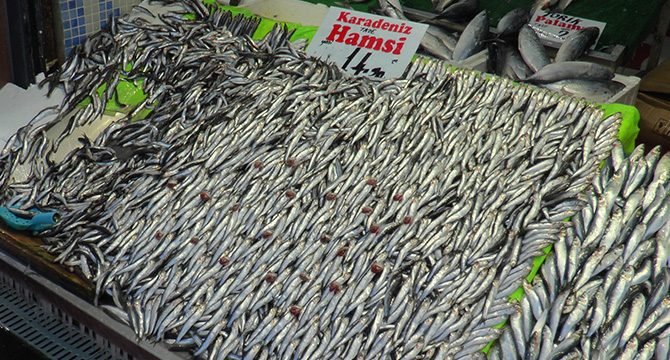 Hamsinin kilosu Anadolu’da 15 TL’ye düştü