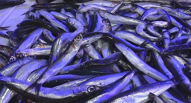 'Hamsi avı yasağı sezon sonuna kadar uzatılsın' çağrısı