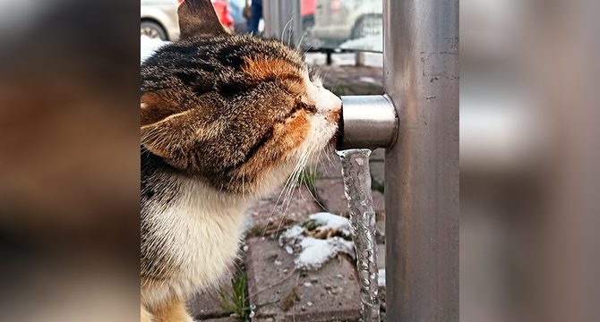 Susuz kalan kedinin buzu yalaması objektiflere yansıdı