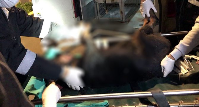Öldüresiye dövüp çöplüğe atmışlar: Şüpheliye para cezası kesildi