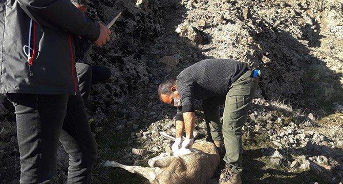 Nesli tükenmekte olan 7 yaban keçisi ölü bulundu
