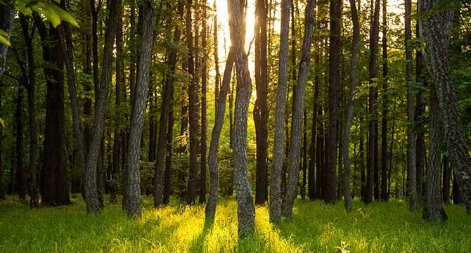 Düzce Orman İşletme Müdürlüğü, ihale ile orman emvali istifleme hizmeti alacak