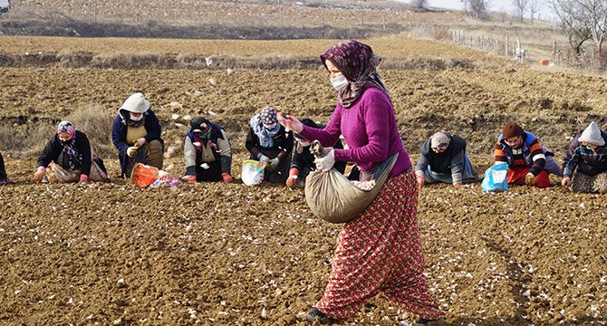 Taşköprü sarımsağı bu yıl toprakla erken buluştu