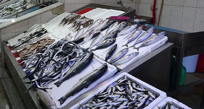 Hamsi avcılığı kısıtlamalarla devam ediyor
