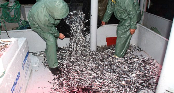 Hamsi fiyatı denizden tezgaha kadar 3'e katlanıyor