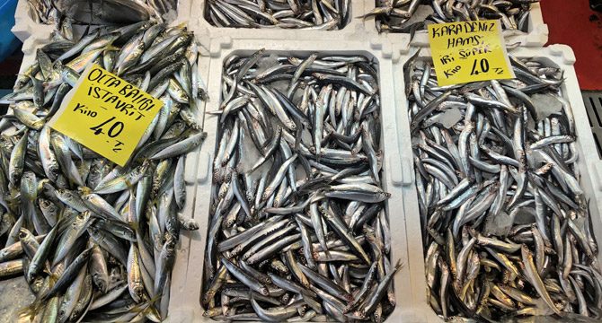 Hamsinin fiyatı 40 liraya yükseldi