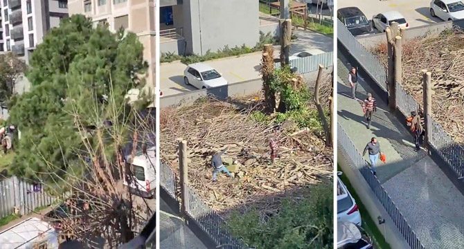 İstanbul'da 100 yıllık ağaç kesim gerginliği: Kesip kaçtılar