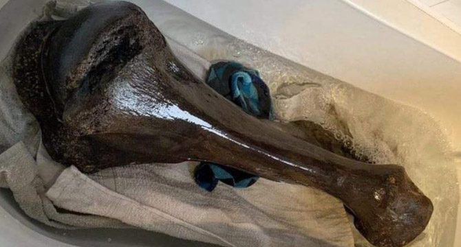 İngiltere'de 125 bin yıl öncesine ait fil fosili bulundu