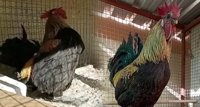 Öterken bayılan 'Denizli Horozu'nun ünü Türkiye'yi aştı