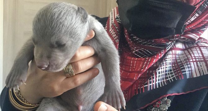 Sakarya'da bulunan yavru ayı korumaya alındı