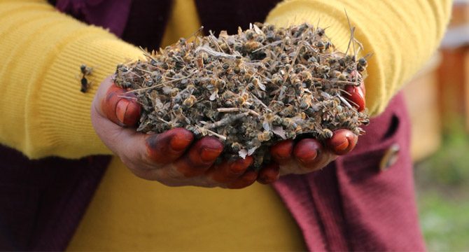 Adana'da milyonlarca arı telef oldu