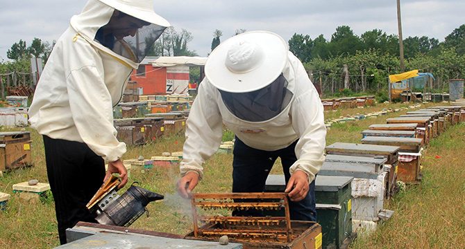 Büyükbaş ve küçükbaş hayvan sayıları artarken bal üretimi düştü