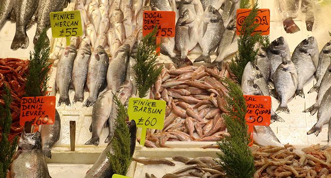 Hamsiye gelen av yasağı tüm balıkları etkiledi