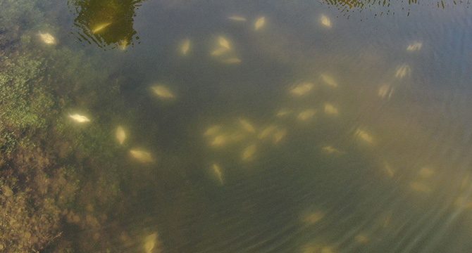 Alibeyköy Barajı'nda dikkat çeken ölü balıklar