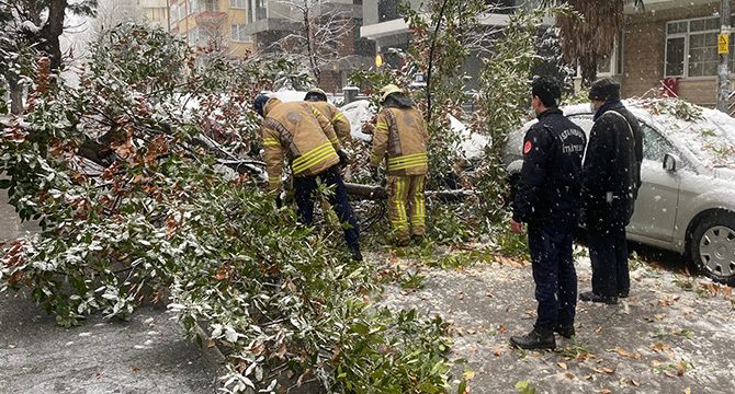 Otomobillerin üzerine ağaç devrildi