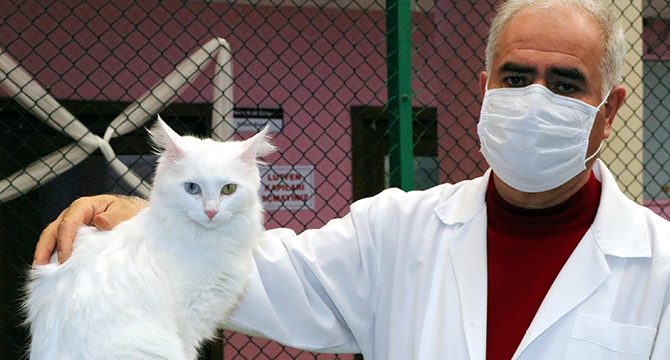 'Pandemide, kedilerde davranış bozukluğu oldu'