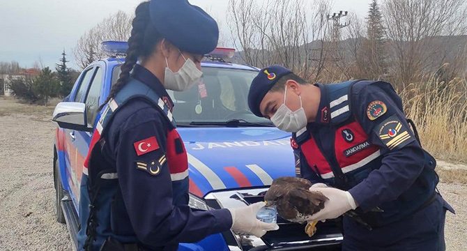 Kırıkkale'de nadir görülen 'paçalı şahin' yaralı bulundu