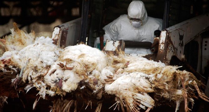 Japonya, 840 bin tavuğun itlafına başladı