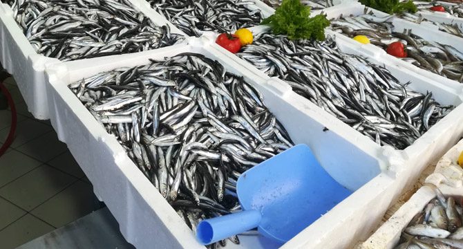 Karadeniz'de hamsi geri döndü